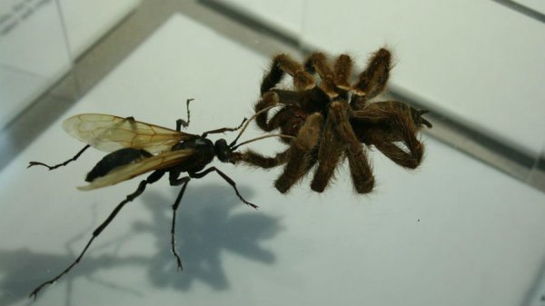 真的科学家，敢被各种毒虫咬一遍