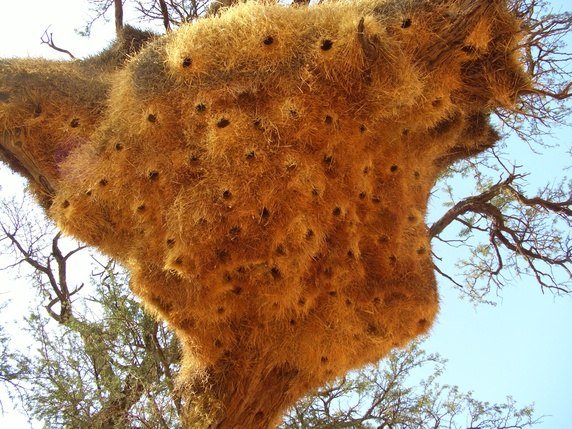 [Quora] 动物门有趣的躲藏方式