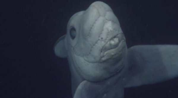 深海生物!科研机构首次公布幽灵鲨画面