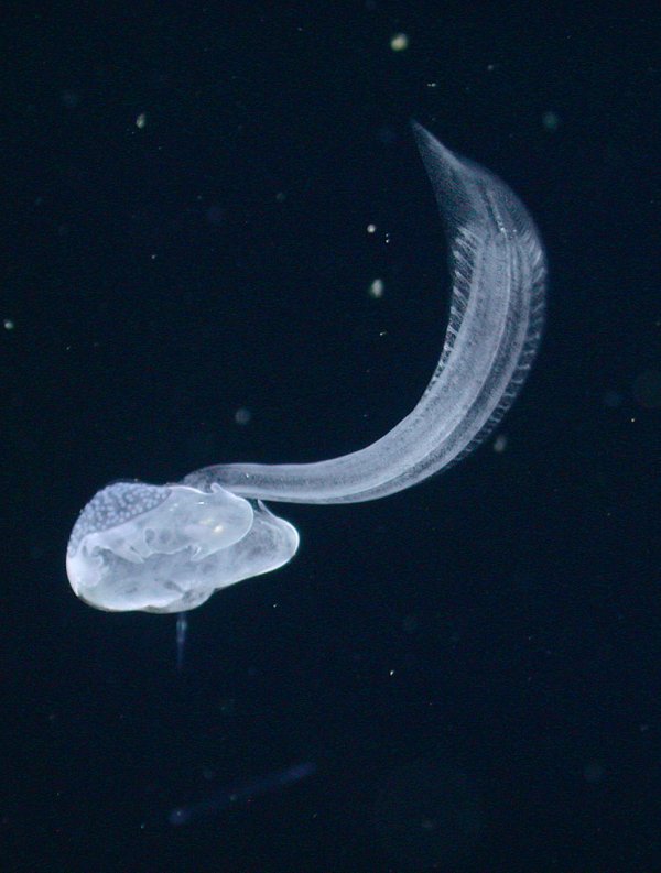 困扰科学界百年的神秘海洋凝胶