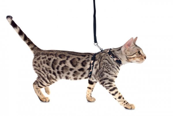 喵星人是如何被驯化的