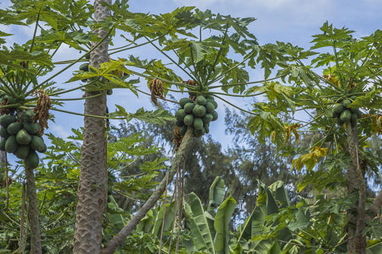 种植园里的番木瓜树。图片:shutterstock.com