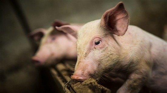 耳垢能“流动”清理耳朵。图片来源:dusanpetkovic/iStockphoto