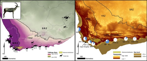 “蓝色”皮毛的哺乳动物真的存在吗?