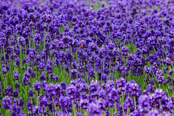 产金植物真的存在吗？