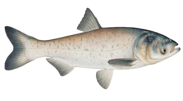 鲤鱼和鲢鱼有何不同？