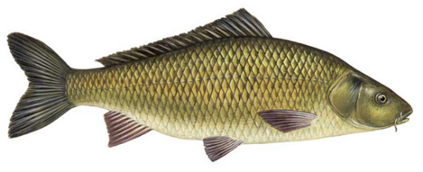 鲤鱼和鲢鱼有何不同？