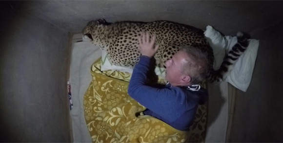 《把猎豹当枕头睡觉》人家是去认真研究大猫的（呼噜噜） - 图片5