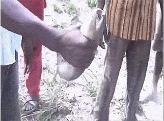 神奇的非洲肺鱼图片 212356