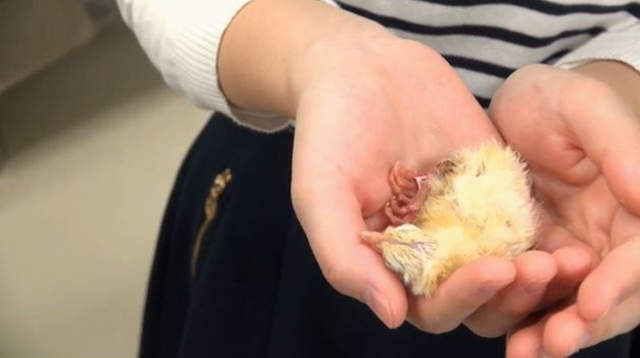 万人守候《小鸡孵化网络直播》无法破蛋而出好伤心…… - 图片10