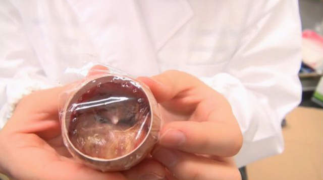 万人守候《小鸡孵化网络直播》无法破蛋而出好伤心…… - 图片11