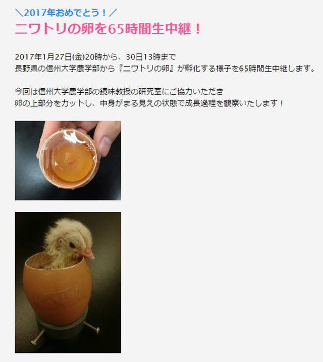 万人守候《小鸡孵化网络直播》无法破蛋而出好伤心…… - 图片2