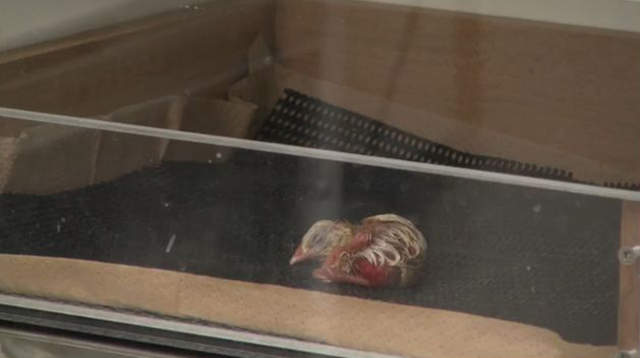 万人守候《小鸡孵化网络直播》无法破蛋而出好伤心…… - 图片7