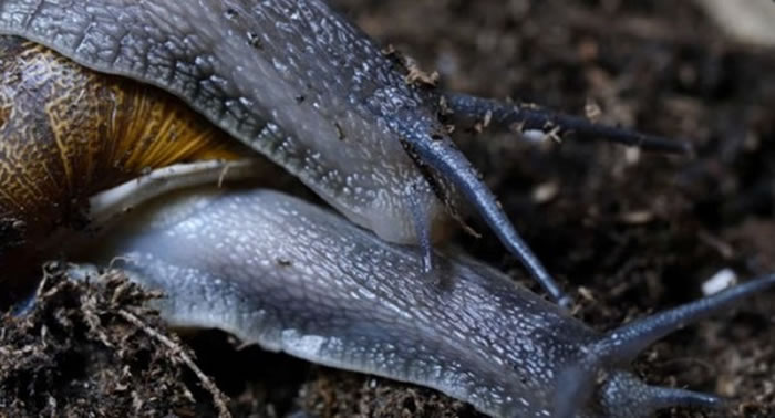 雌雄同体的蜗牛办事时间长达24小时，堪称缓慢性爱专家。