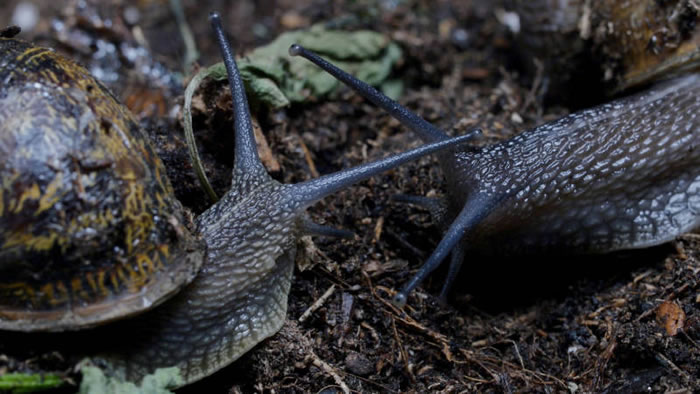 雌雄同体的蜗牛办事时间长达24小时，堪称缓慢性爱专家。