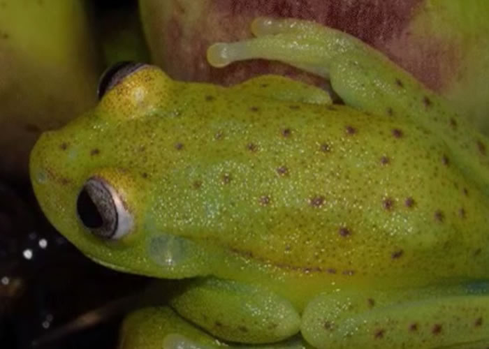 该种树蛙在正常情况下，身体绿绿黄黄，并布满红色斑点。