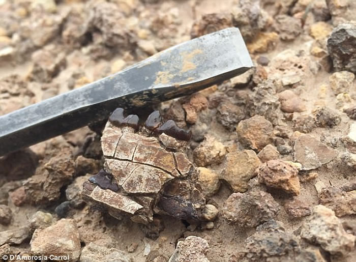 5600万年前地球突然升温 始祖马体型随之缩小