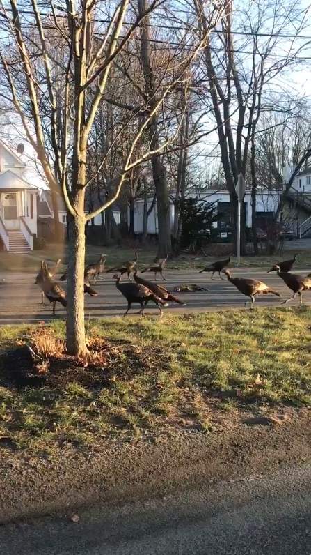 《火鸡绕着死猫转》这是召唤猫咪复活的神秘仪式吗？ - 图片2