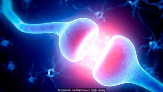 图：神经细胞与突触相连