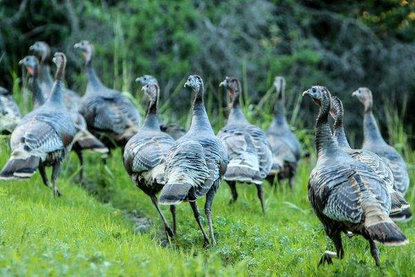 《火鸡绕着死猫转》这是召唤猫咪复活的神秘仪式吗？ - 图片5