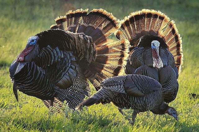 《火鸡绕着死猫转》这是召唤猫咪复活的神秘仪式吗？ - 图片4