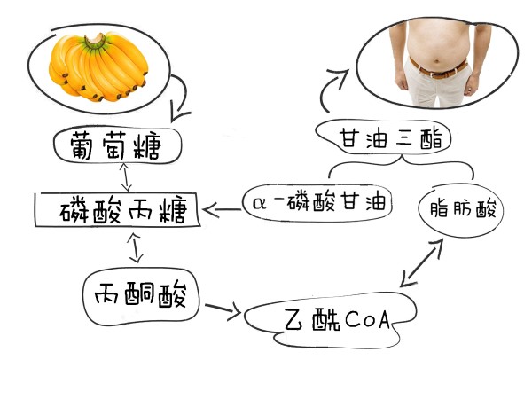 光吃水果不吃肉就能瘦? 光吃水果不吃肉就能瘦?