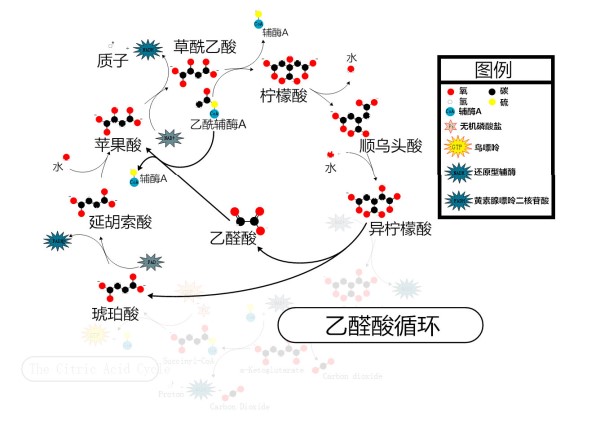 光吃水果不吃肉就能瘦? 光吃水果不吃肉就能瘦?