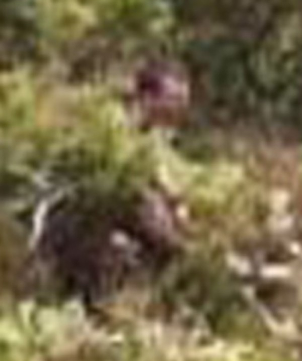 18張讓你困惑到“腦漿從耳朵流出來”的無法解釋照片。#17 會瞬間移動的女子!