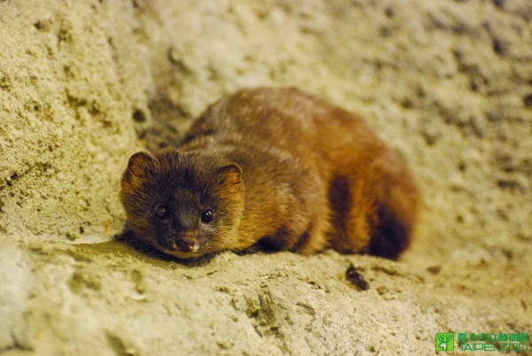 水獭兄弟跟黄鼠狼都是本土貂科动物。(图/翻摄自台北市立动物园)