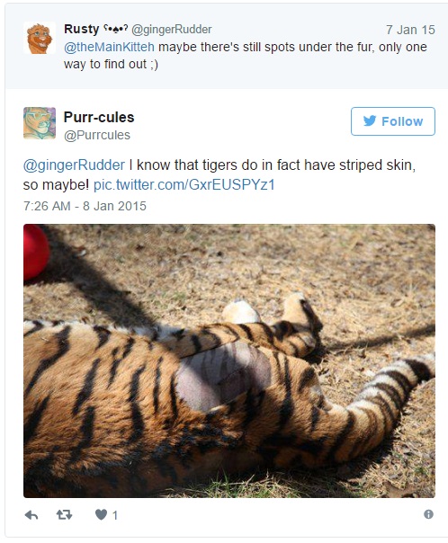 原來老虎的毛发底下皮膚長這樣！剃毛後模樣會讓你再也回不去！