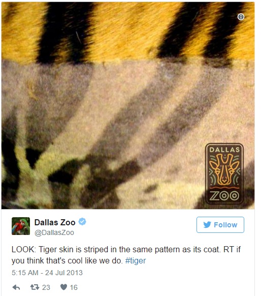 原來老虎的毛发底下皮膚長這樣！剃毛後模樣會讓你再也回不去！