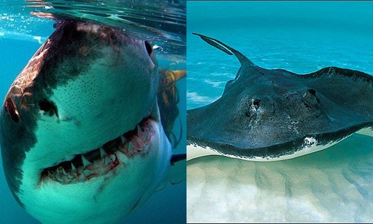 鲨鱼,魟鱼(图/翻摄自YouTube)