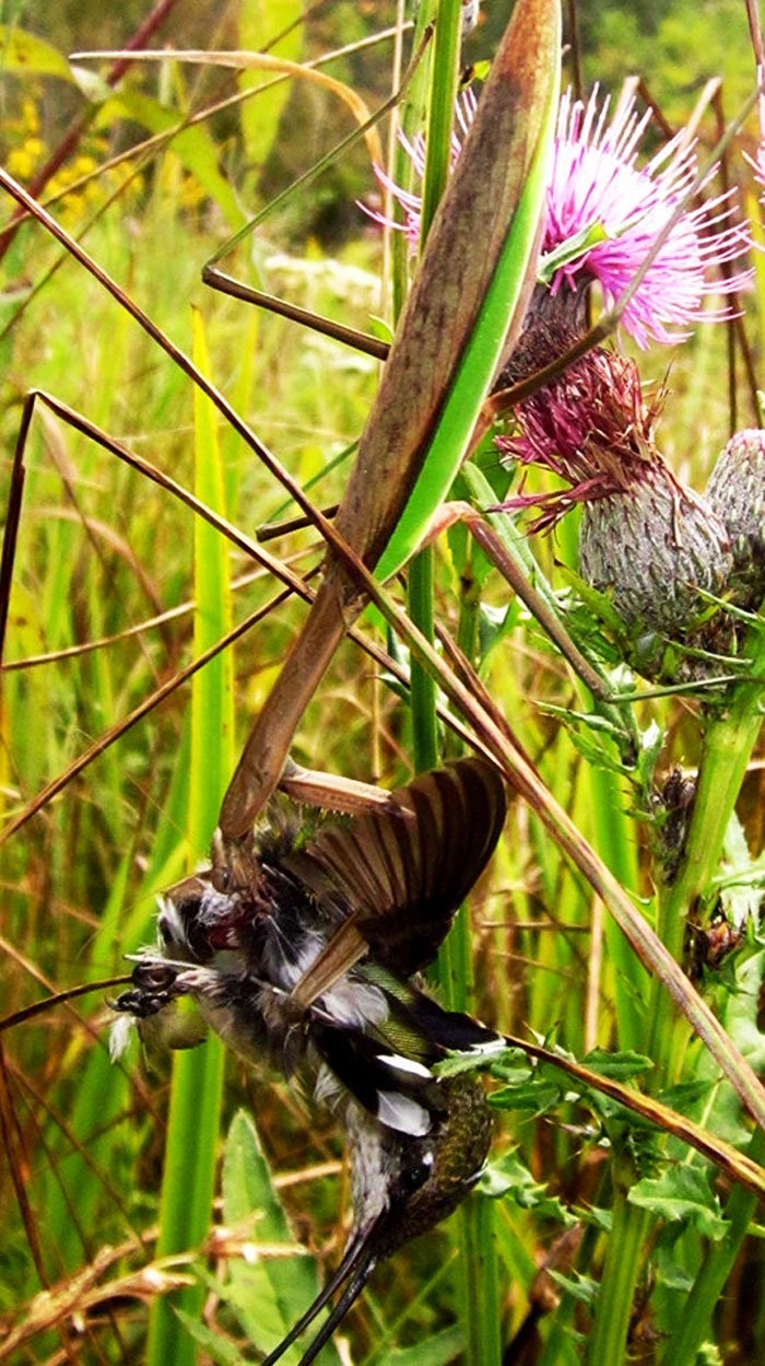 全球螳螂惊现“僵尸化”!欲捕食鸟类反被剖头吸脑浆(翻摄自ScienceAlert/Chris McCarthy)