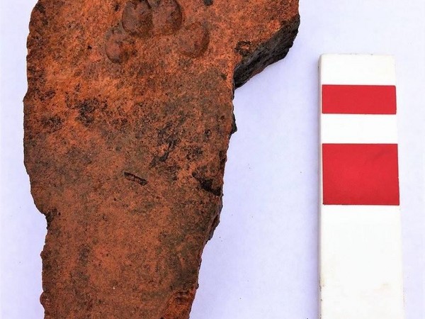 2千年前“猫脚印砖块” 证明它们最爱烦人类。（图／翻摄网络）