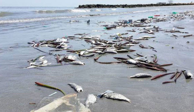 地球已經進入“第6次大滅絕”,人類只剩20年!第5次造成恐龍全滅亡...