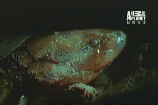 （图／翻摄自动物星球）