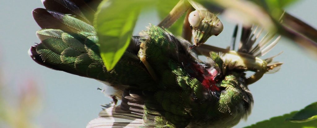 全球螳螂惊现“僵尸化”!欲捕食鸟类反被剖头吸脑浆(翻摄自ScienceAlert/ “What’s That Bug?” by Randy Anderson)
