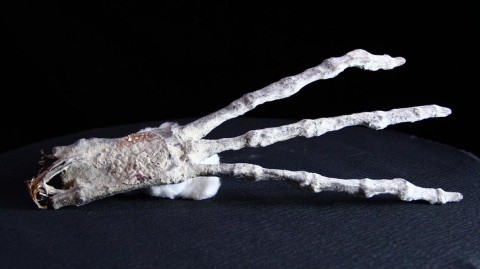 穆森声称发现的：只有3只手指和及脚趾的外星人木乃伊。（图／翻摄自YouTube）